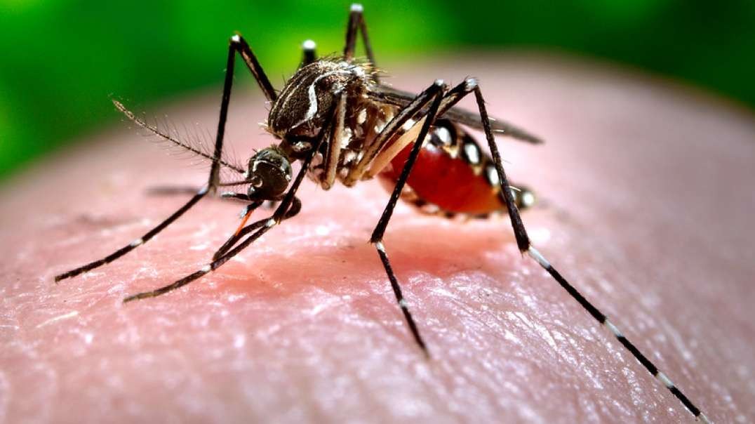 Fauci-Led NIH Funded Trial To Vaccinate Participants Via Mosquito Bites